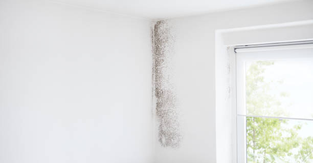 Mold Remediation for Rental Properties in Washington, KS